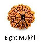 Eight Mukhi