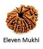 Eleven Mukhi