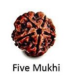 Five mukhi