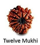 Twelve Mukhi